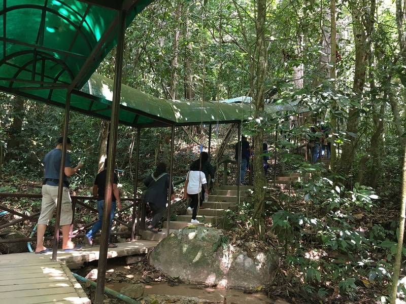 ทางเดินมีหลังคาคลุมลัดเลาะใต้ร่มไม้ใหญ่ในป่า